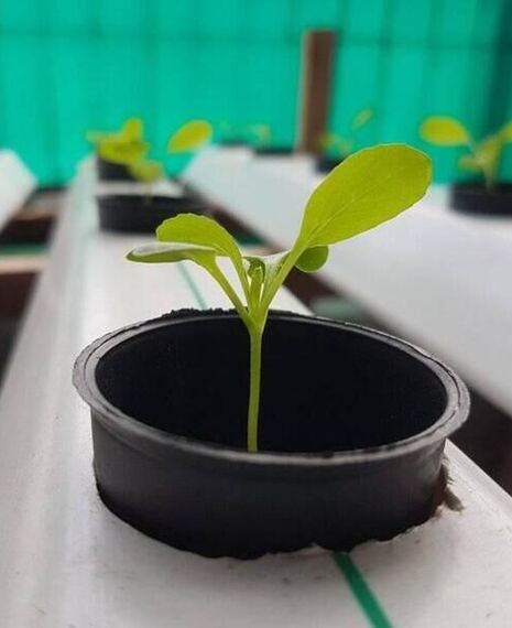 Free Hydroponic Training