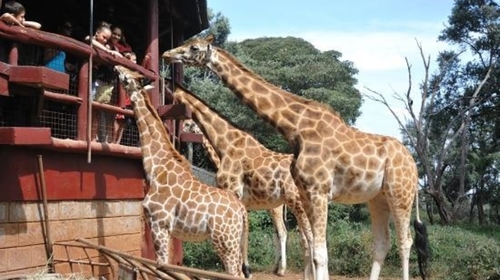 Tree House Childrens Home Babies Day Out