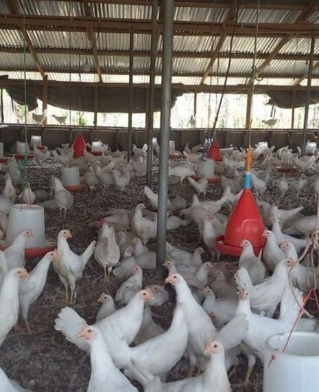 Welcoming Golden Eggs