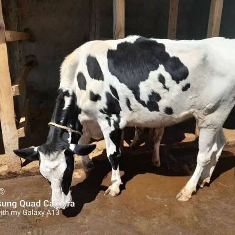 Dairy Cows