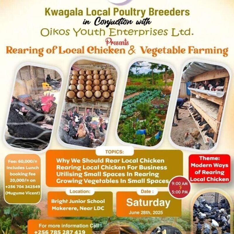 LOCAL CHICKEN ANG VEGETABLE FARMING