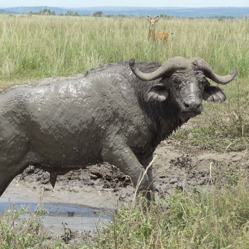 Red Chilli Murchison Falls 3 Day Falls and Game Safari at $370pp