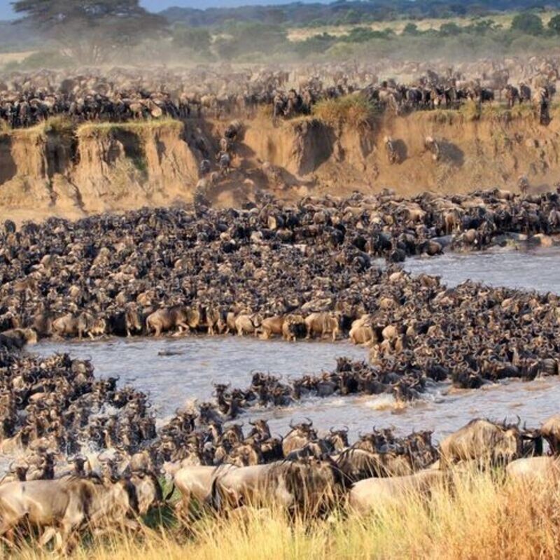 Wildebeest Migration Safari