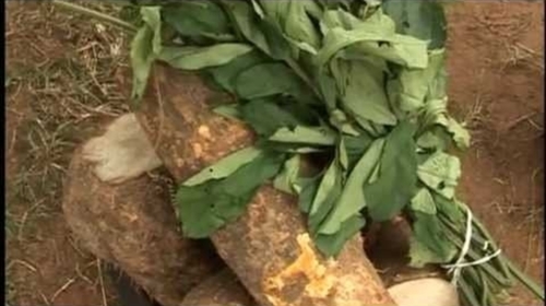 BOKI NEW YAM FESTIVAL