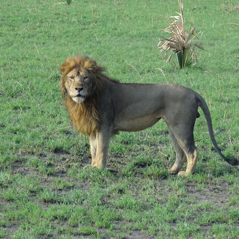 Red Chilli Murchison Falls 3 Day Falls and Game Safari at $370pp