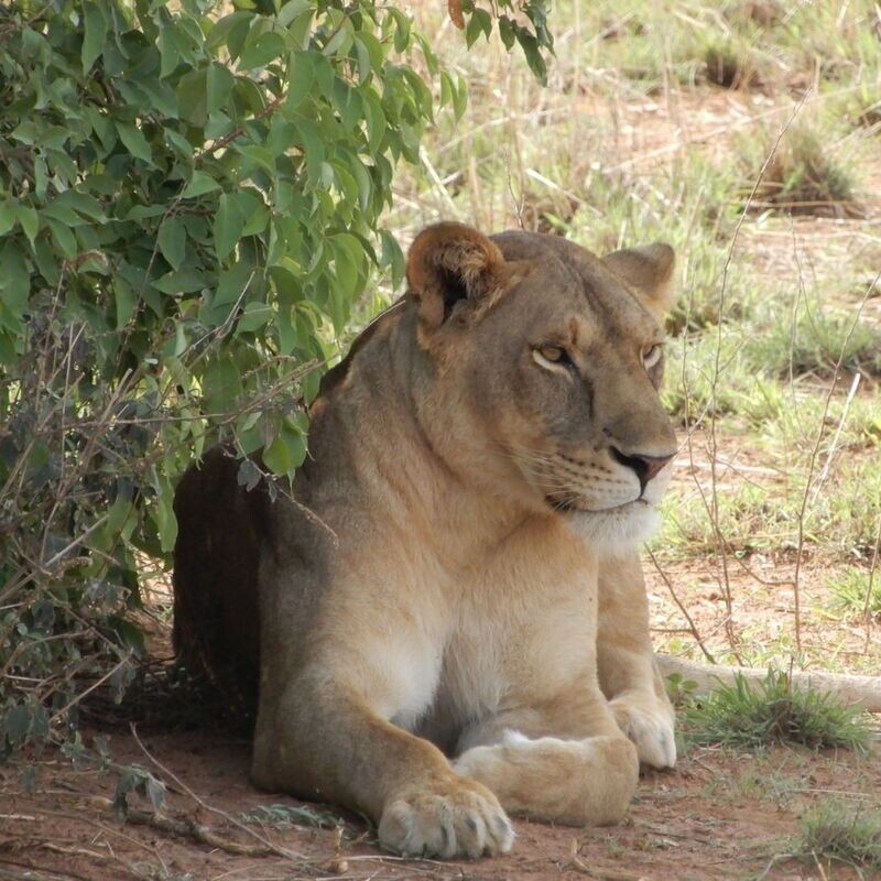 Red Chilli Murchison Falls 3 Day Falls and Game Safari at $370pp