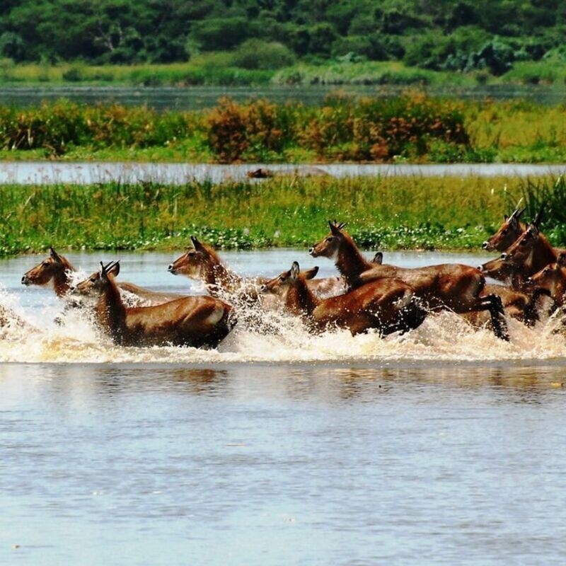 Red Chilli Murchison Falls 3 Day Falls and Game Safari at $370pp