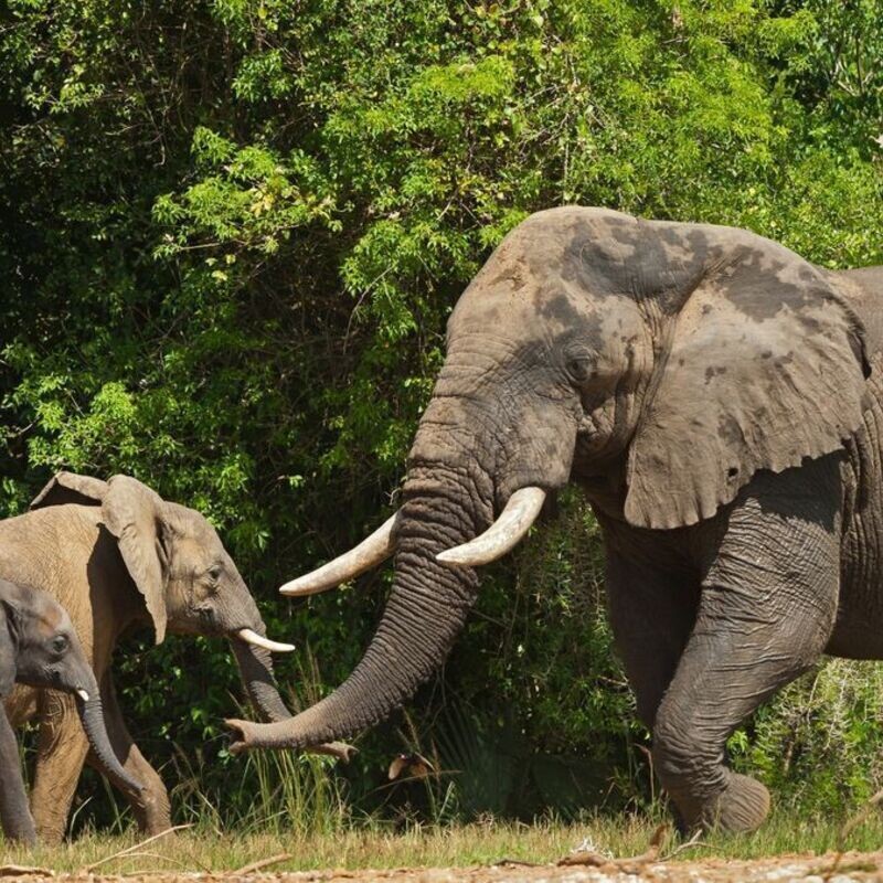 Red Chilli 3 Day Big 5 Safari @ $445 pp