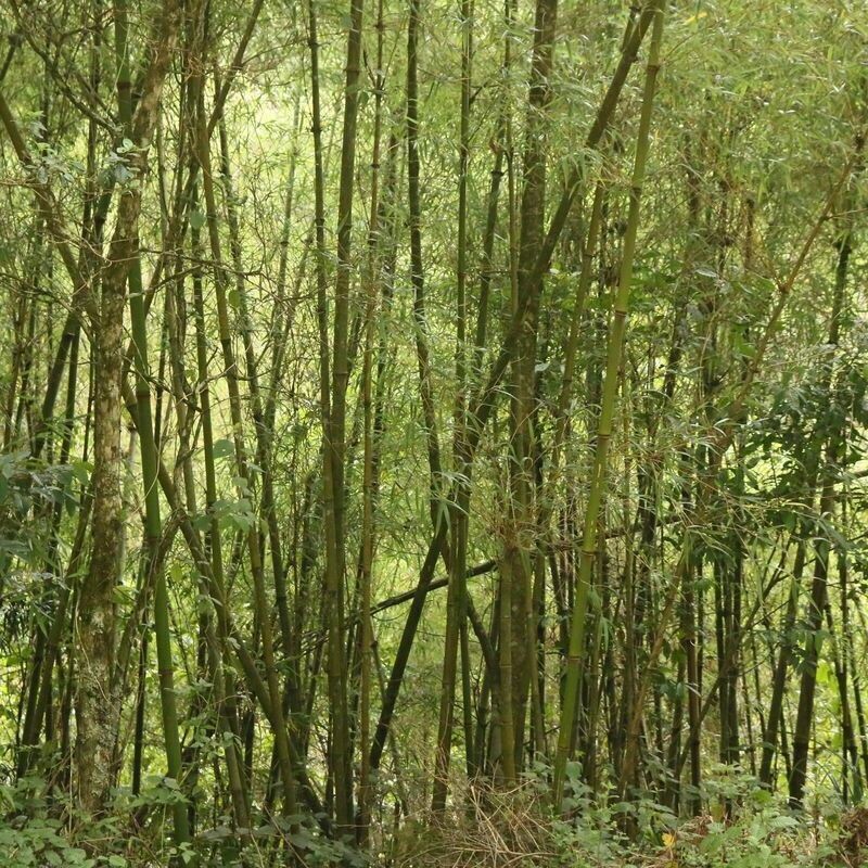 Ragia Forest & Waterfalls Chase