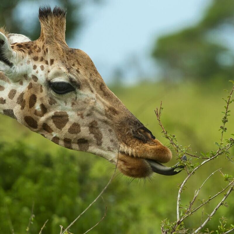 Red Chilli Murchison Falls 3 Day Falls and Game Safari at $370pp