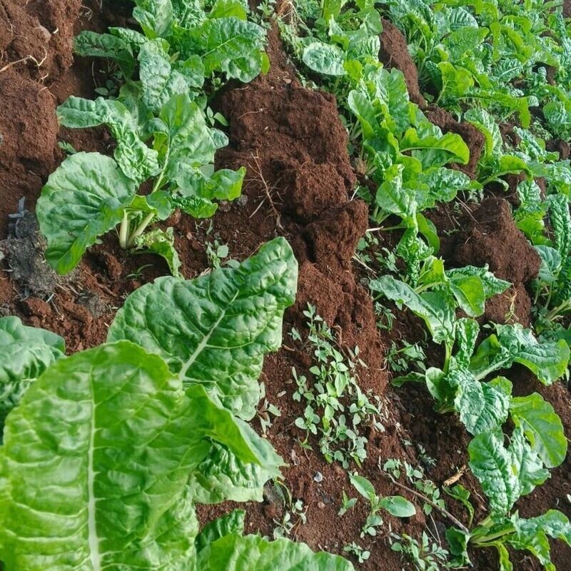 Third Term Reopening