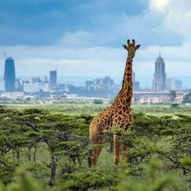 Nairobi National Park Half Day Game Drives - Every Sunday
