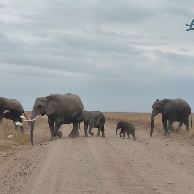 Call of the Mara – A Wildlife & Conservation Safari Experience