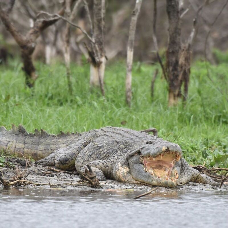 Red Chilli Murchison Falls 3 Day Falls and Game Safari at $370pp