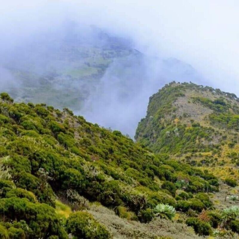 Hikemaniak Elephant Hill Bamboo Trek