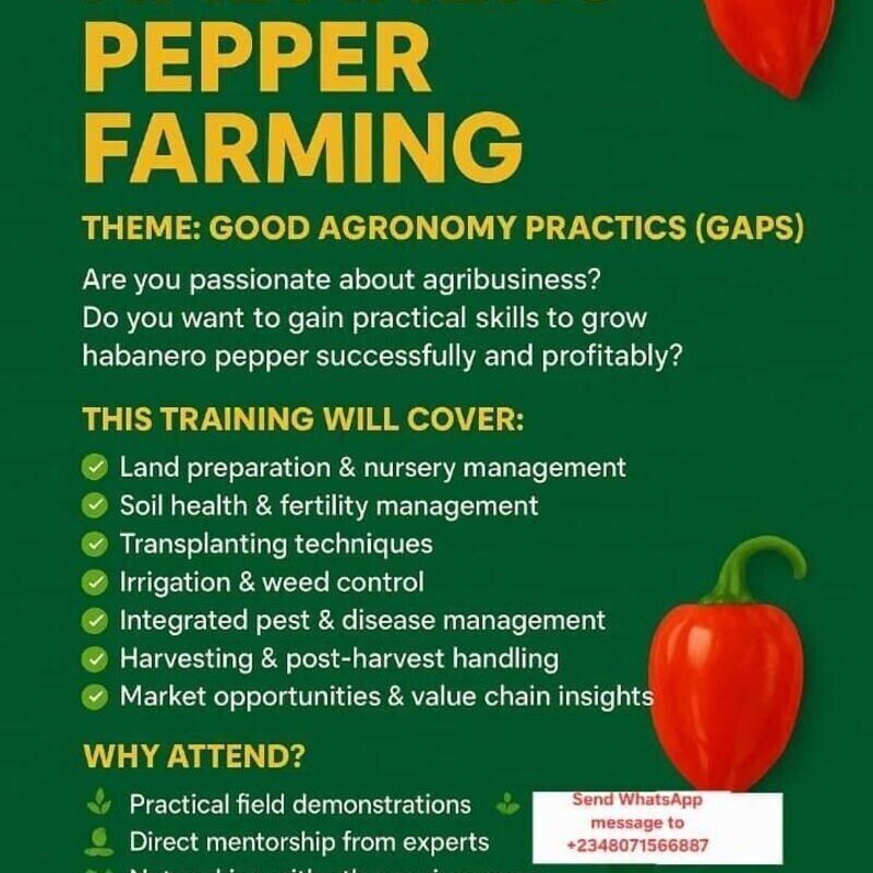 Habanero Pepper Farming