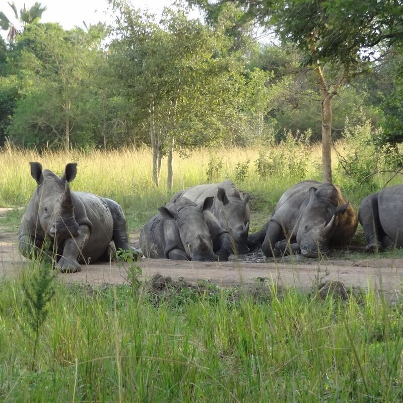 Red Chilli 3 Day Big 5 Safari @ $445 pp