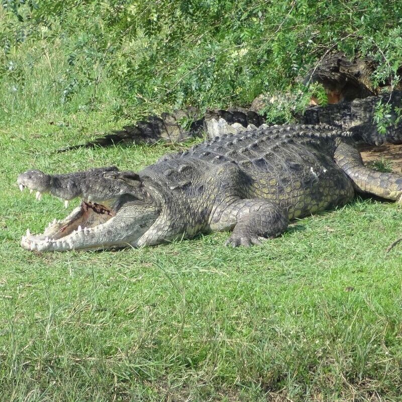 Red Chilli Murchison Falls 3 Day Falls and Game Safari at $370pp