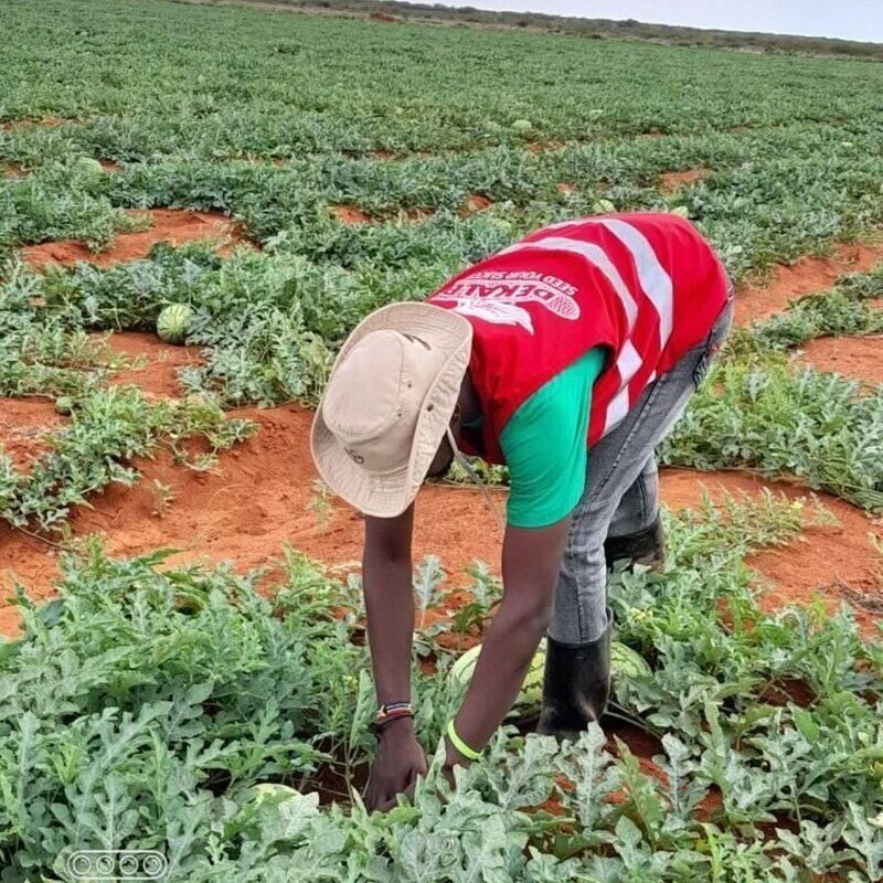 LAW OF DIMINISHING RETURNS