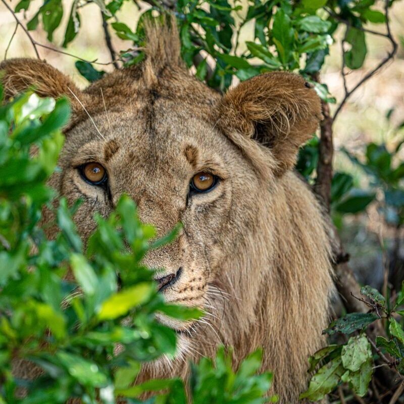 Safari & Wellness Retreat