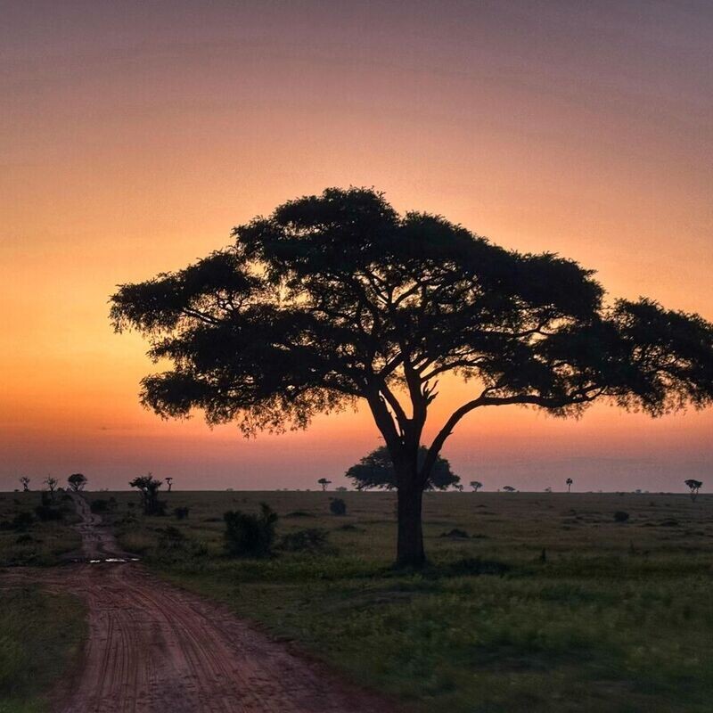 HEALTH OPTIMIZATION SAFARI 2025 !