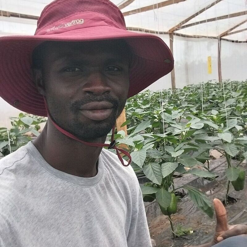 Tomatoes and Bell Pepper Training