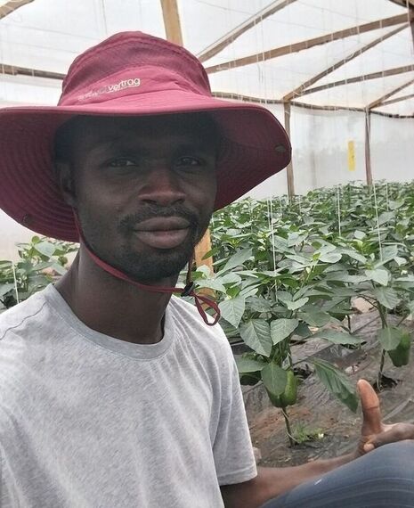 Tomatoes and Bell Pepper Training