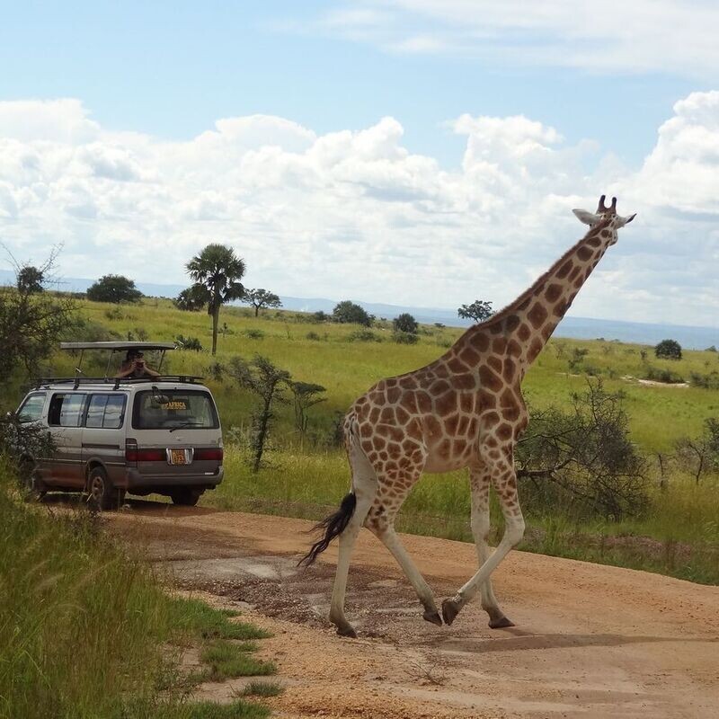 Red Chilli Murchison Falls 3 Day Falls and Game Safari at $370pp