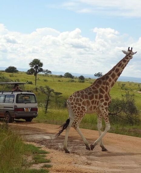 Red Chilli Murchison Falls 3 Day Falls and Game Safari at $370pp