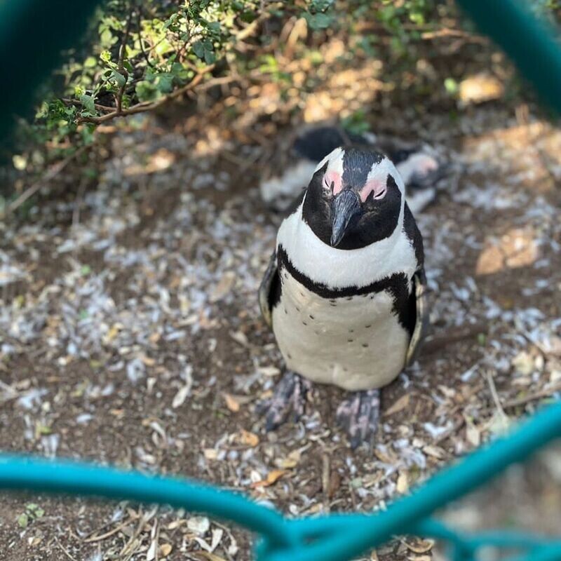 6 Days XMAS Cape Town Tour from 23rd to 28th Dec, 2025 @ Ksh 225,000