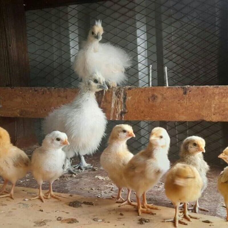 Suguna Farmers Training