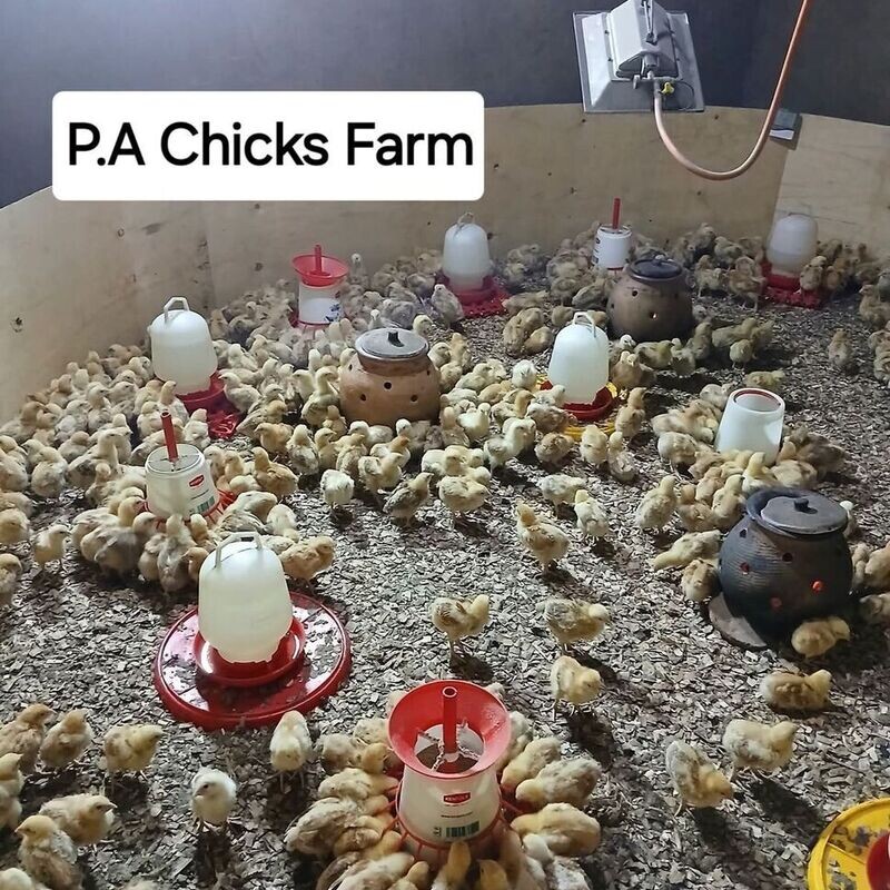 Chicken Farming