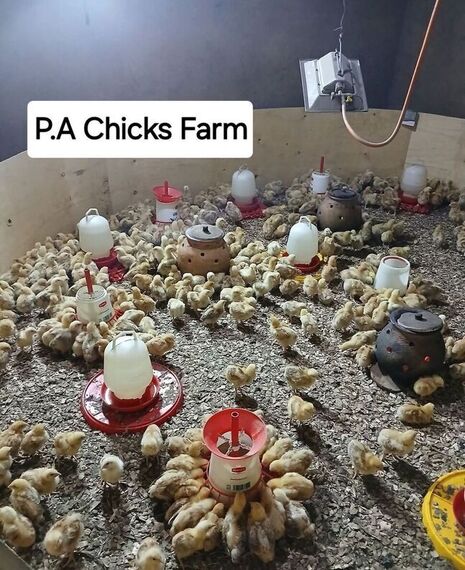 Chicken Farming
