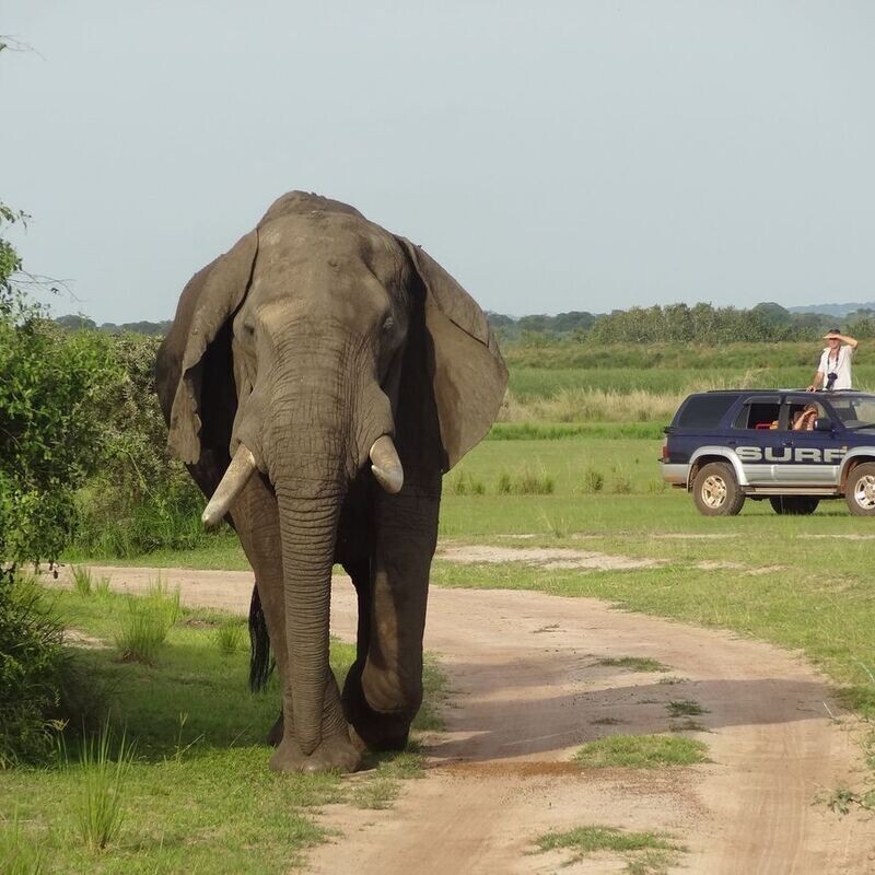 Red Chilli Murchison Falls 3 Day Falls and Game Safari at $370pp