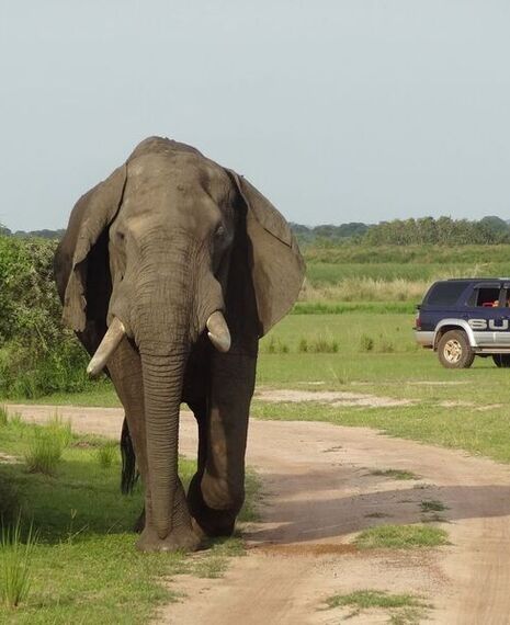 Red Chilli Murchison Falls 3 Day Falls and Game Safari at $370pp