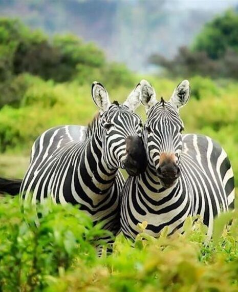 GOING HOME 2025 - AFROCHELLA - 3 REGION GHANIAN TOUR - 8 DAYS