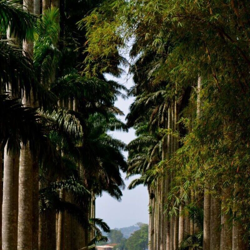 Trails & Tales: A Day in Aburi